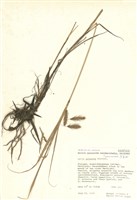 藏品(薹屬)的圖片